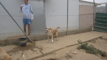 GÜEVON, Hund, Mischlingshund in Spanien - Bild 11