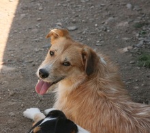GÜEVON, Hund, Mischlingshund in Spanien - Bild 12