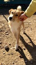 GÜEVON, Hund, Mischlingshund in Spanien - Bild 3