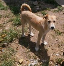 GÜEVON, Hund, Mischlingshund in Spanien - Bild 4