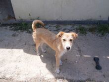 GÜEVON, Hund, Mischlingshund in Spanien - Bild 6