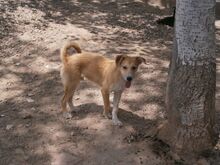 GÜEVON, Hund, Mischlingshund in Spanien - Bild 7