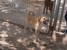GÜEVON, Hund, Mischlingshund in Spanien - Bild 8