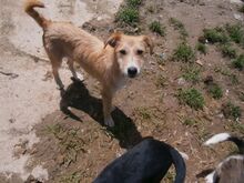 GÜEVON, Hund, Mischlingshund in Spanien - Bild 9