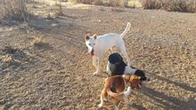 RON, Hund, Mischlingshund in Spanien - Bild 3