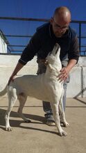 RON, Hund, Mischlingshund in Spanien - Bild 4