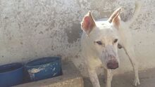 RON, Hund, Mischlingshund in Spanien - Bild 5