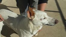 RON, Hund, Mischlingshund in Spanien - Bild 6