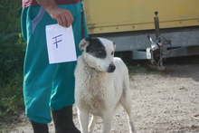 SALLY, Hund, Hütehund in Rumänien - Bild 1