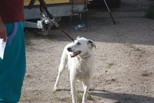 SALLY, Hund, Hütehund in Rumänien - Bild 2