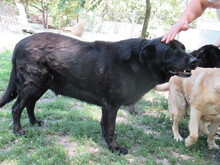 DODO, Hund, Labrador-Mix in Ungarn - Bild 3