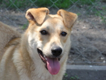 ZSEMLE, Hund, Mischlingshund in Ungarn - Bild 1