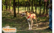 ZSEMLE, Hund, Mischlingshund in Ungarn - Bild 4