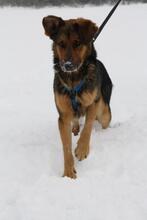 DIEGO, Hund, Mischlingshund in Neuss - Bild 10