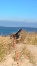DIEGO, Hund, Mischlingshund in Neuss - Bild 7