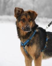 DIEGO, Hund, Mischlingshund in Neuss - Bild 8