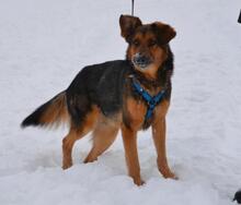 DIEGO, Hund, Mischlingshund in Neuss - Bild 9