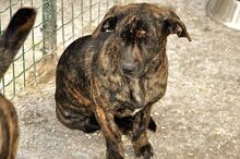 KARAMBA, Hund, Mischlingshund in Italien - Bild 1