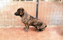 KARAMBA, Hund, Mischlingshund in Italien - Bild 2