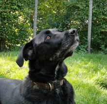 BALU, Hund, Mischlingshund in Wiesmoor - Bild 5