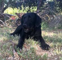 MASLIK, Hund, Mischlingshund in Spanien - Bild 4