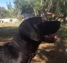 MASLIK, Hund, Mischlingshund in Spanien - Bild 5