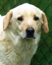 GOKU, Hund, Labrador-Mix in Italien - Bild 1