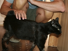ARIK, Katze, Europäisch Kurzhaar in Schwaan - Bild 2
