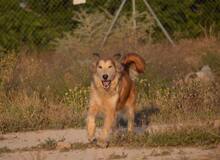 NOEL, Hund, Mischlingshund in Wülfrath - Bild 5