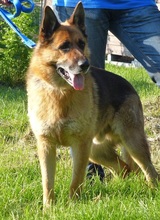 MANOA, Hund, Deutscher Schäferhund in Wagenfeld - Bild 1