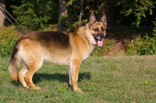 MANOA, Hund, Deutscher Schäferhund in Wagenfeld - Bild 5