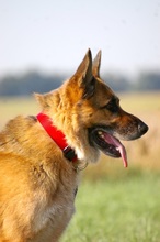 MANOA, Hund, Deutscher Schäferhund in Wagenfeld - Bild 6