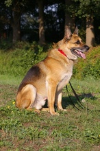 MANOA, Hund, Deutscher Schäferhund in Wagenfeld - Bild 7