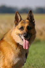 MANOA, Hund, Deutscher Schäferhund in Wagenfeld - Bild 9