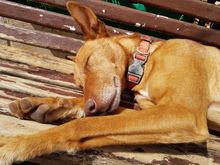 ULISES, Hund, Podenco in Spanien - Bild 6