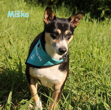 MISKO, Hund, Mischlingshund in Slowakische Republik - Bild 1
