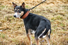 MISKO, Hund, Mischlingshund in Slowakische Republik - Bild 8