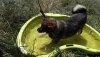 WIFI, Hund, Mischlingshund in Spanien - Bild 3