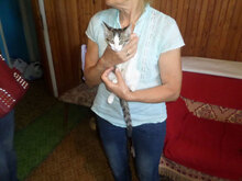 SUZZY, Katze, Hauskatze in Bulgarien - Bild 3