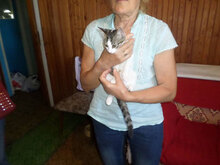 SUZZY, Katze, Hauskatze in Bulgarien - Bild 4