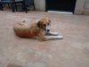 TRISTAN, Hund, Mastin Español in Spanien - Bild 4