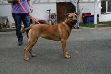 RONJA, Hund, Deutscher Schäferhund-Mix in Zweibrücken - Bild 2
