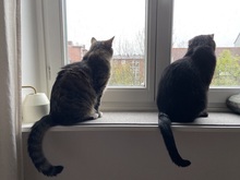KLIM, Katze, Hauskatze in Hamburg - Bild 3
