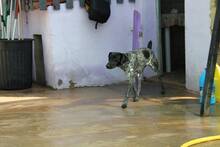 CUKI, Hund, Pointer-Mix in Spanien - Bild 4