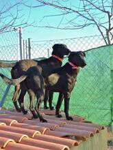 KIRA, Hund, Mischlingshund in Spanien - Bild 6