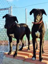 KIRA, Hund, Mischlingshund in Spanien - Bild 7