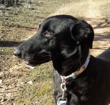 NALA, Hund, Mischlingshund in Spanien - Bild 1