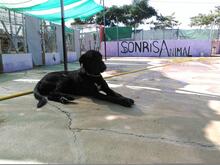 NALA, Hund, Mischlingshund in Spanien - Bild 11