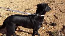 NALA, Hund, Mischlingshund in Spanien - Bild 5
