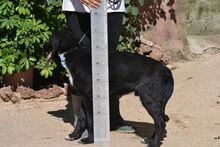 TINO, Hund, Labrador-Mix in Spanien - Bild 11